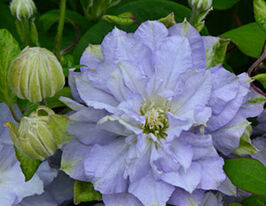 Клематис Даймонд Болл Diamond Ballкупити