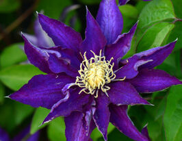 Хакуокан (Hakuookan)купити