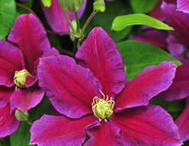 Клематис Ханя Haniaкупити