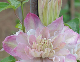 Клематис Інносент Блаш Innocent Blushкупити