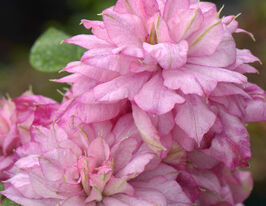 Інносент Гланс (Innocent Glance)купити