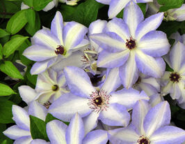 Клематис Іван Олссон Ivan Olssonкупити