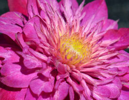 Кайзер (Kaiser)купити