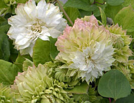 Клематис Мідорі Midoriкупити