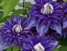 Клематис Мульти Блю (Multi Blue) в горшке купить