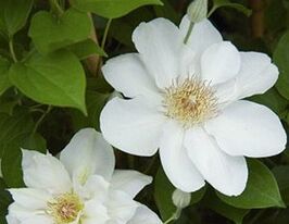 Клематис Ежи Попелушко Jerzy Popiełuszkoкупити