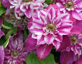 Клематис Май Дарлінг My Darlingкупити