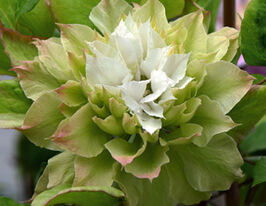 Клематис Сен-но-кейз Sen-no-kazeкупити