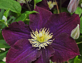 Клематис Варшавска Найк Warszawska Nike купить