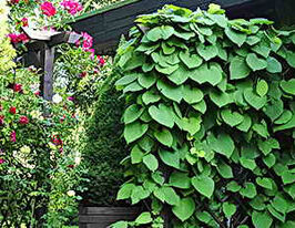 Кірказон крупнолистий Aristolochia macrophyllaкупити