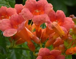 Кампсіс тагліабуана Гілфойл Guilfoyleiкупити