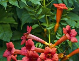Кампсіс Урсинов Campsis radicans Ursynówкупити
