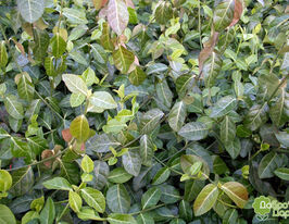 Бруслина форчуна Колоратус Coloratusкупити