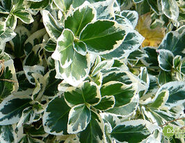 Бруслина форчуна Емеральд Гаєті Emerald Gaietyкупити