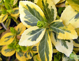 Бруслина форчуна Емеральд енд Голдкупити