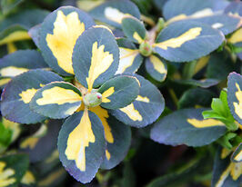 Бересклет форчуна Интерболви Interbolwi купить