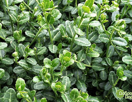 Бересклет форчуна Кевенсис Kewensis купить