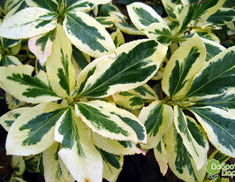 Бруслина форчуна Сільвер Квін Silver Queenкупити