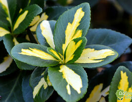 Бруслина форчуна Санспот Sunspotкупити