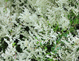 Фаллопия Ауберта Fallopia Aubertii купить