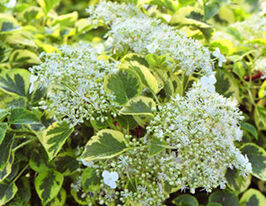 Гортензія плетиста anomala subsp petiolarisкупити