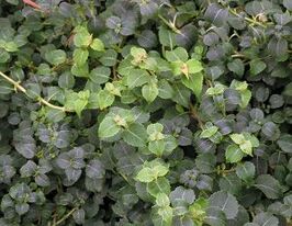 Гортензия плетистая Грин Рейсер Green Racer купить