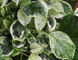 Гортензія плетиста Тейк е Чанс Take a Chanceкупити