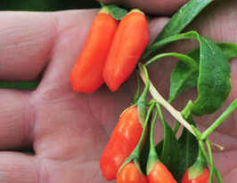 Годжі №1 Lycium barbarum №1купити