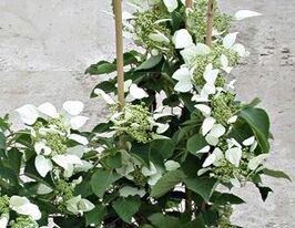 Схизофрагма японская Schizophragma hydrangeoides купить