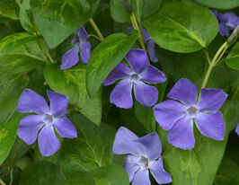 Барвинок большой Макулата Vinca major Maculata купить
