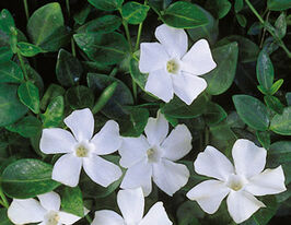 Барвинок малый Альба Vinca minor Alba купить