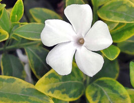 Барвинок малый Альба Вариегата Alba Variegata купить