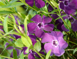 Барвінок малий Атропурпуреа Atropurpureaкупити