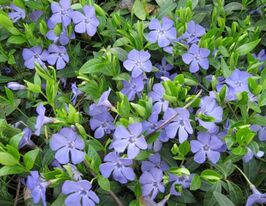 Барвинок малый Блю Сапфир Blue Sapphire купить