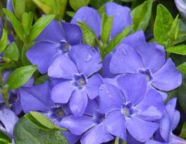 Барвінок малий Дартс Блю Darts Blueкупити