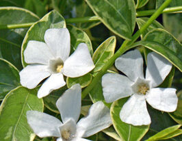 Барвинок малый Эвелин Vinca minor Evelyn купить