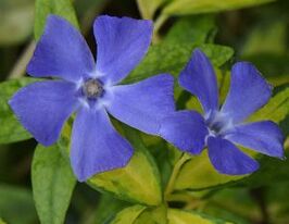 Барвинок малый Кэхилл Vinca minor Cahill купить