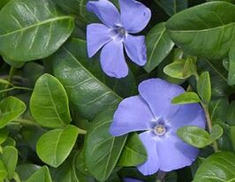 Барвинок малый Ла Грейв Vinca minor La Grave купить