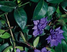 Барвинок малый Плена Vinca minor Plena купить