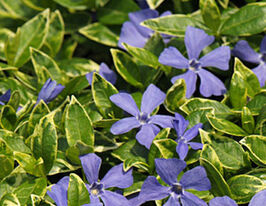 Барвінок малий Ральф Шугерт Ralph Shugertкупити