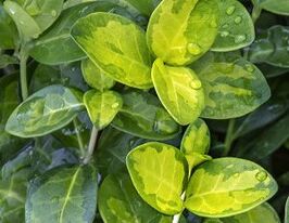 Барвинок малый Себастиан Vinca minor Sebastian купить