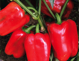 Перец сладкий Клерени F1 купить