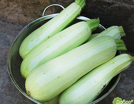 Кабачок цукини Гайдамака купить
