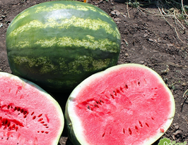 Кавун Арашан F1купити