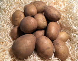 Картофель Нагорода купить