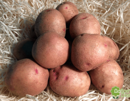 Картофель Межиричка купить