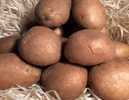 Картофель Звиздаль купить