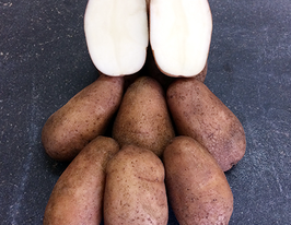 Картофель Летана купить