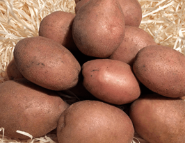Картофель Тетерев купить