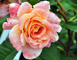 Троянда англійська Августа Луїза Augusta Luiseкупити